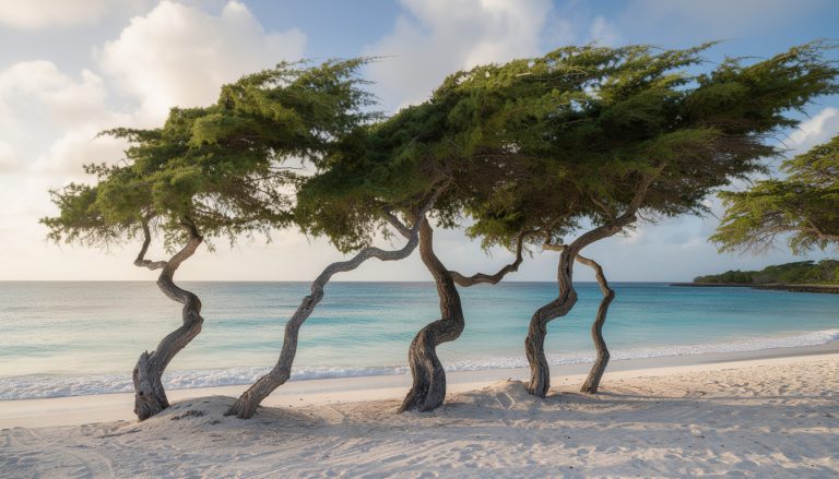 découvrez eagle beach et ses célèbres arbres fofoti, ces sentinelles naturelles penchées par l'alizé, symbole unique de la beauté et du mystère de ce paradis tropical.